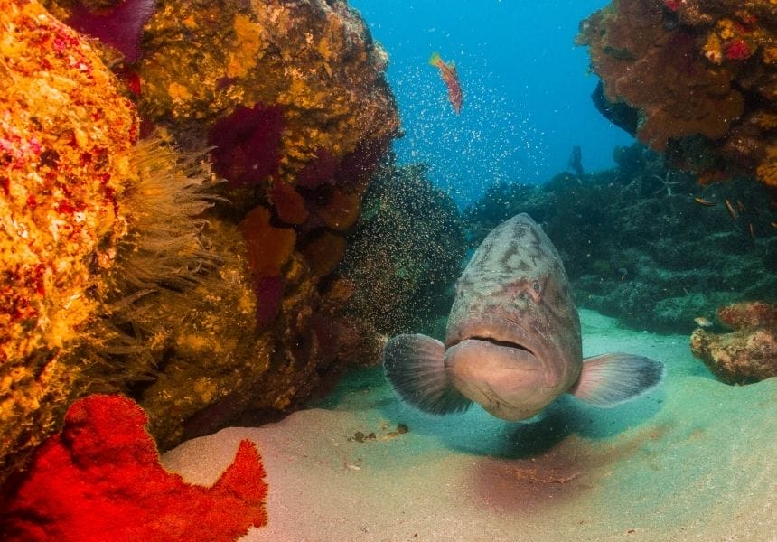 Things to do in Loreto Mexico -diving