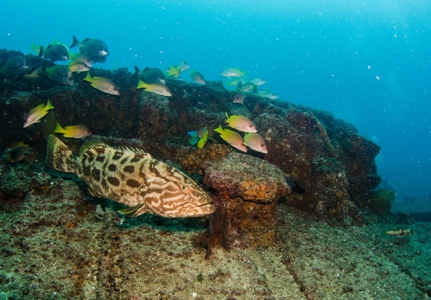Diving in Sea of Cortez 