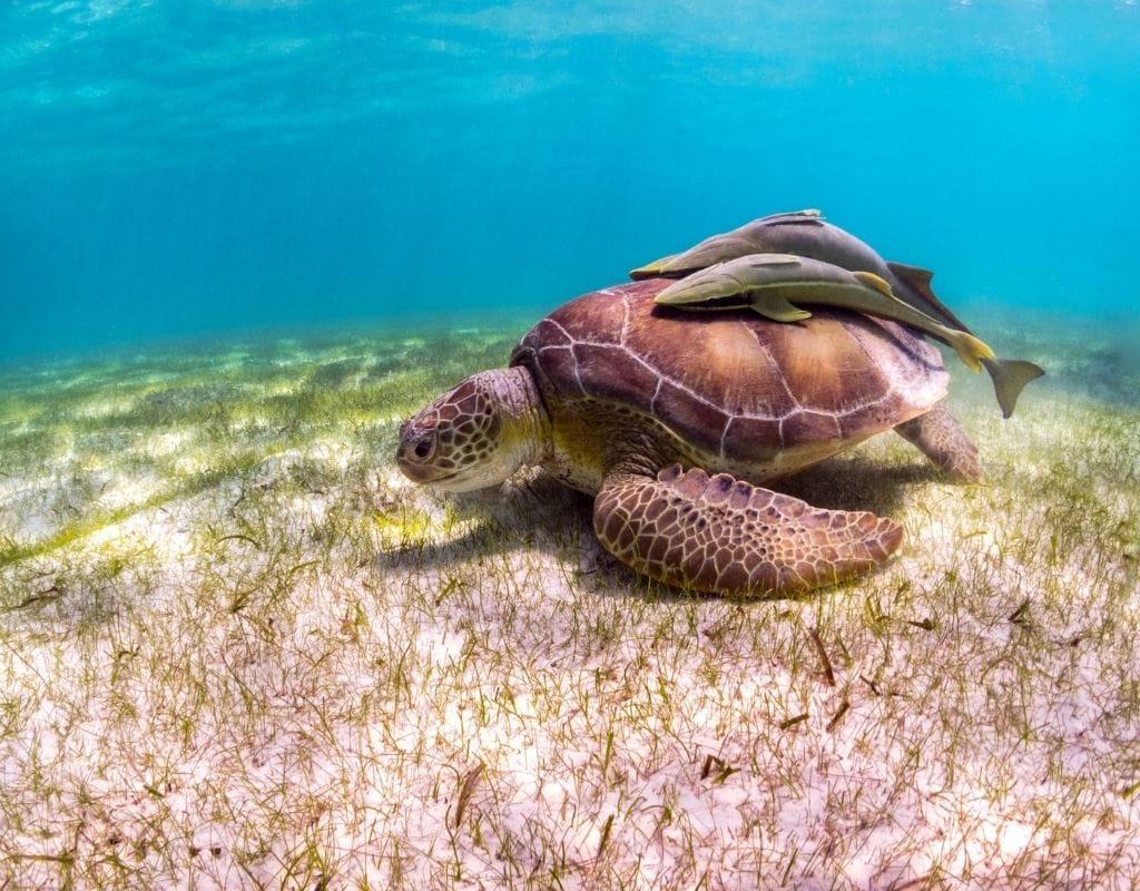 Akumal turtle floating on the sea bottom