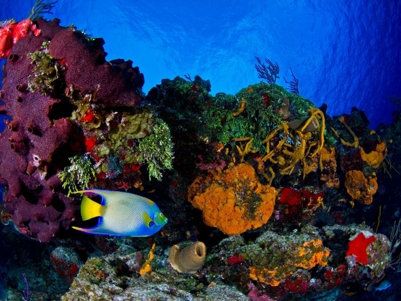 COZUMEL CORALS AND FISHES