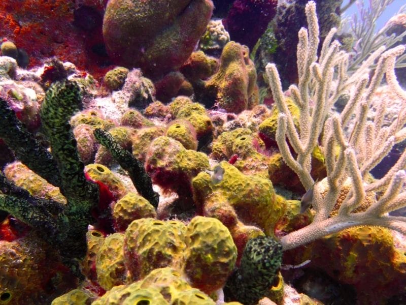 COZUMEL CORAL