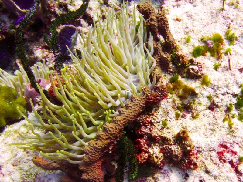 COZUMEL UNDERWATER WORLD - CORALS