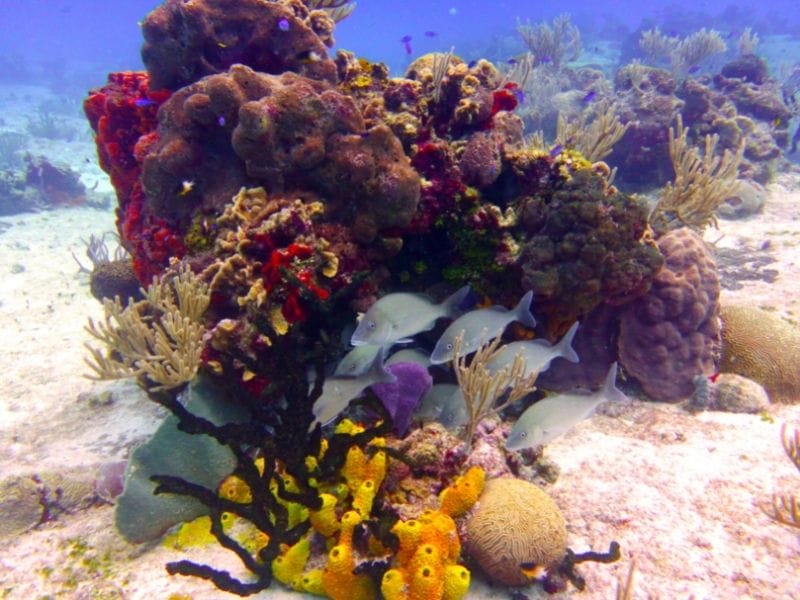 DIVE SITES IN COZUMEL  - CORALS 