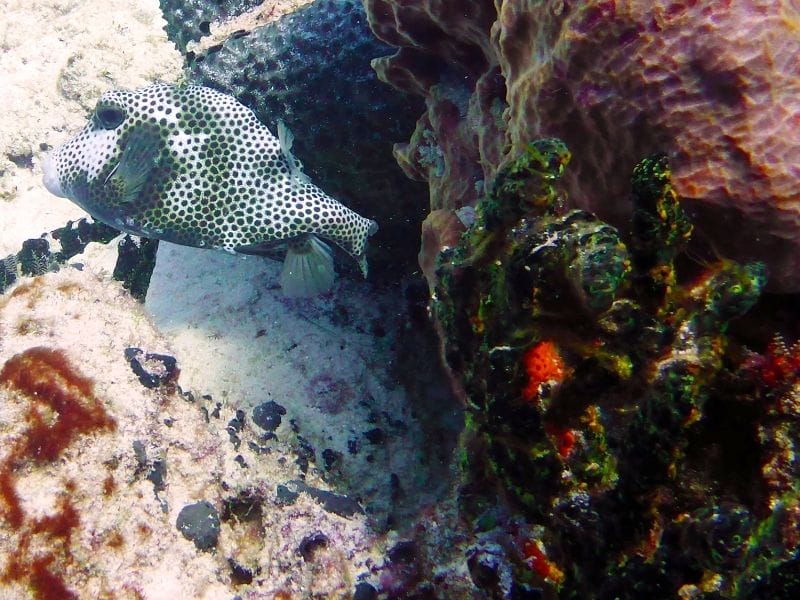 COZUMEL DIVING BOX FISH