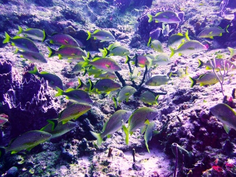 COZUMEL DIVING CORALS