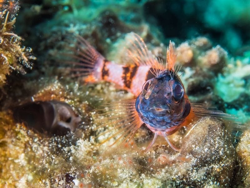 COZUMEL DIVING FISH