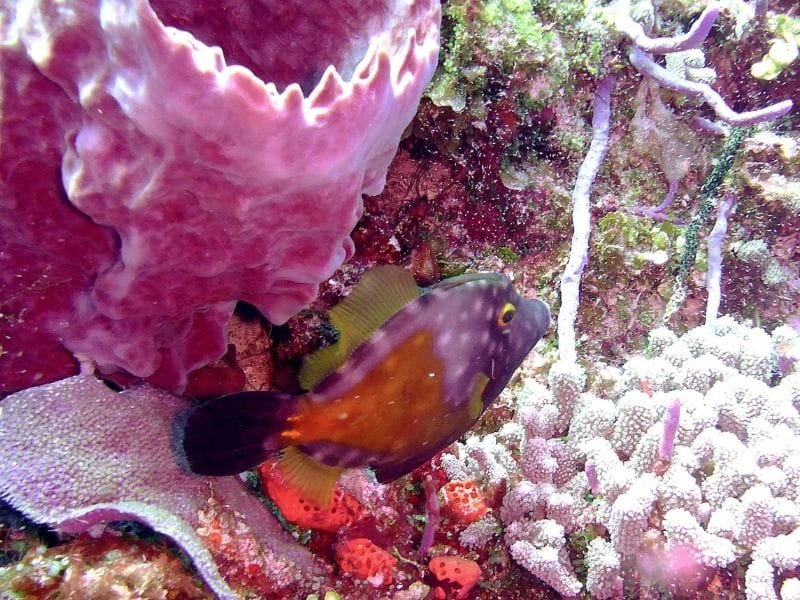 PINK CORAL DIVING IN COZUMEL