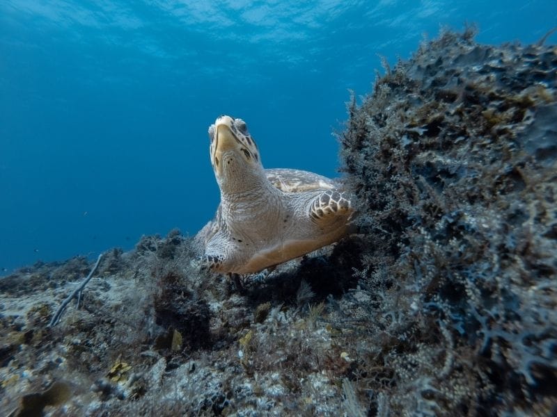 COZUMEL DIVING TURTLE