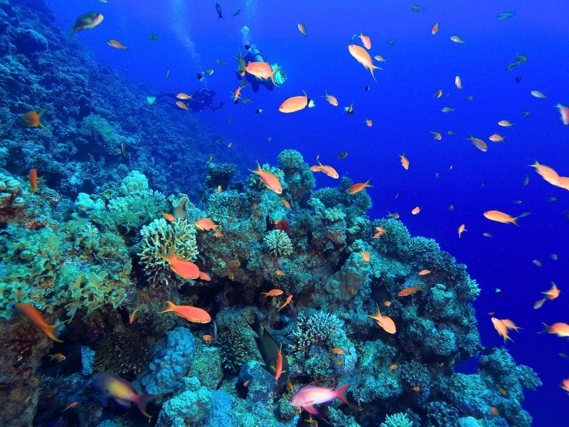 COZUMEL DIVING EXPERIENCE - DIVING SITES IN COZUMEL
