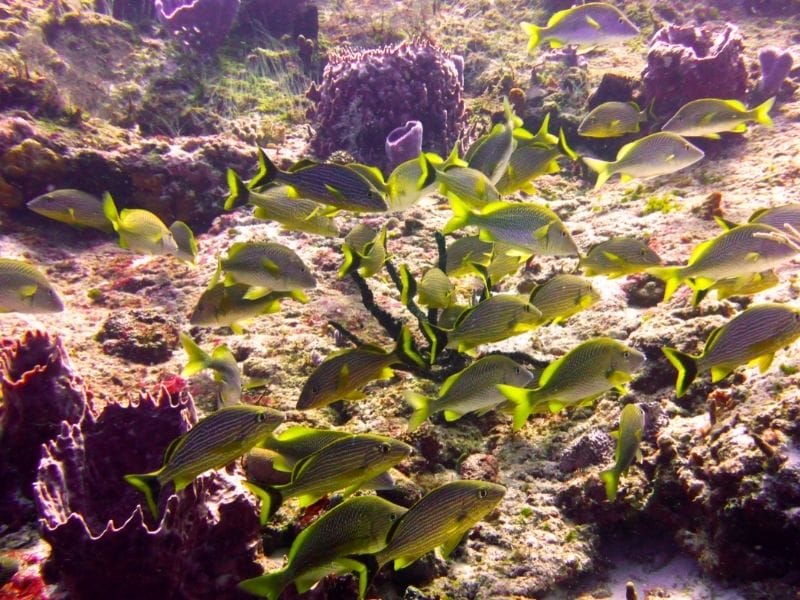 COZUMEL UNDERWATER SCHOOL OF FISHES