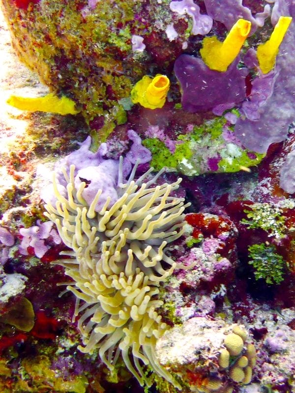 COZUMEL UNDERWATER CORAL