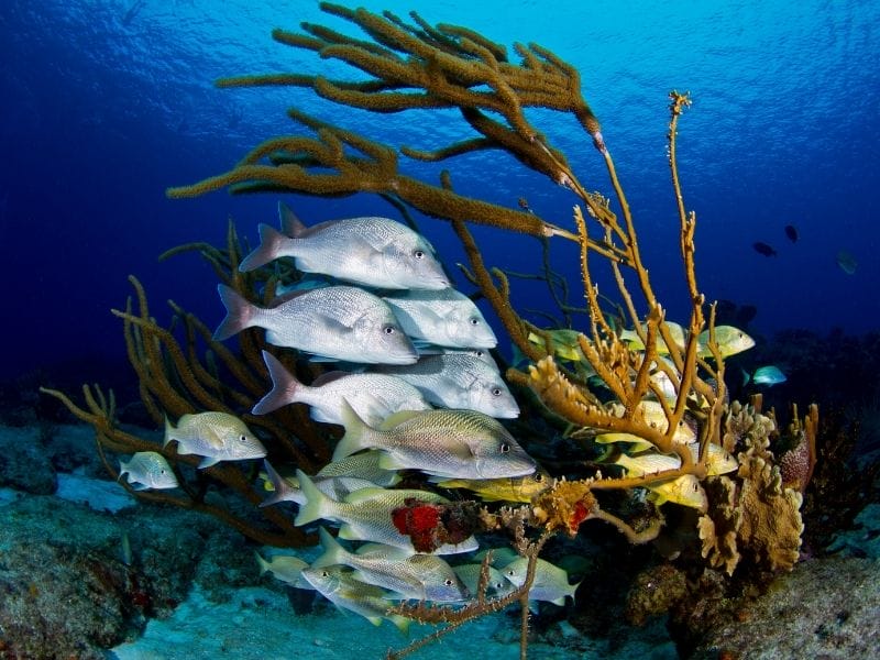 COZUMEL UNDERWATER