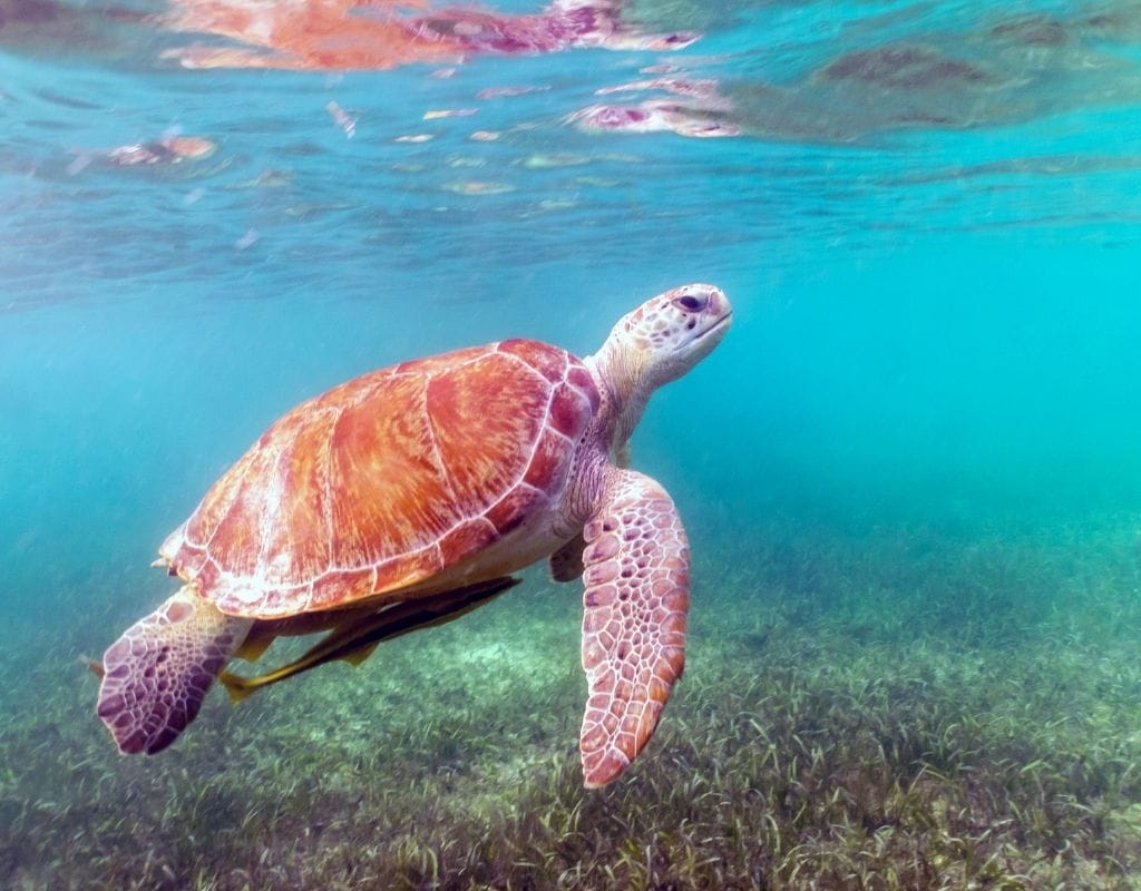 Akumal turtle