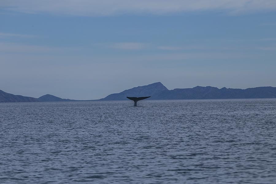 Blue whale loreto 