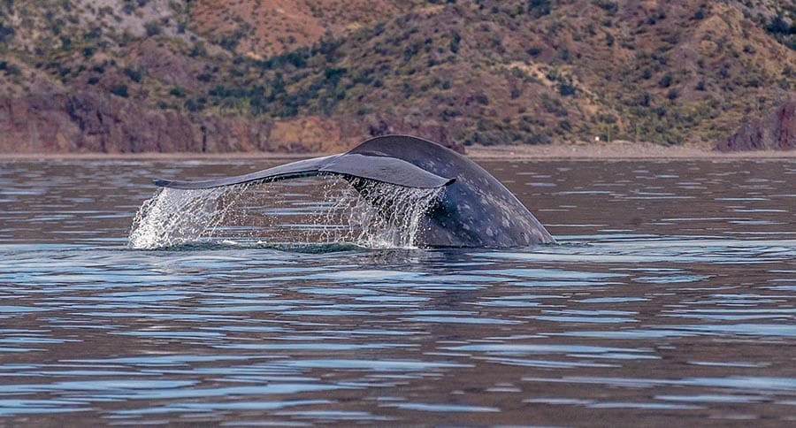 Blue whale tale