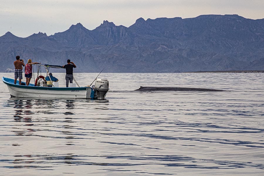 blue whale loreto
