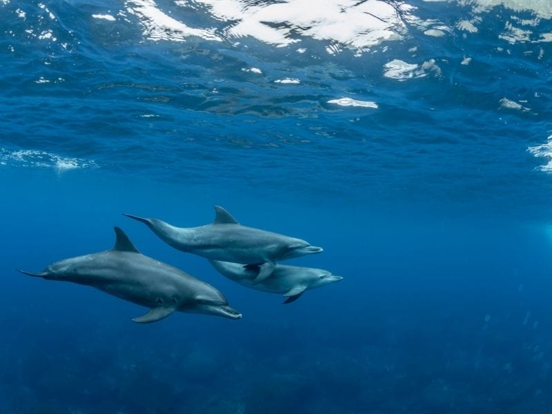 Dolphins