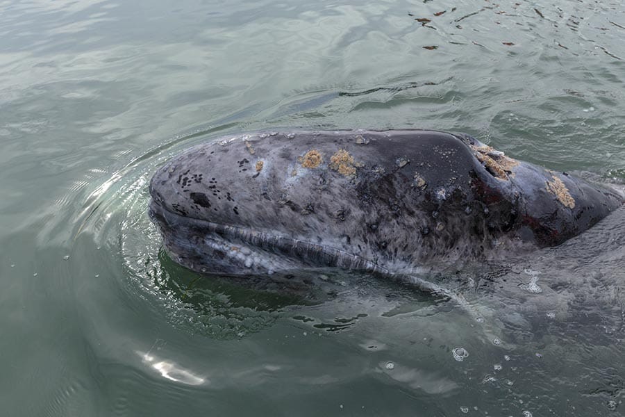 Grey Whale