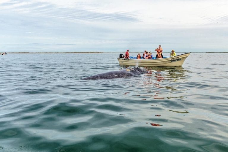 grey whale by a boat whale watching in Mexico