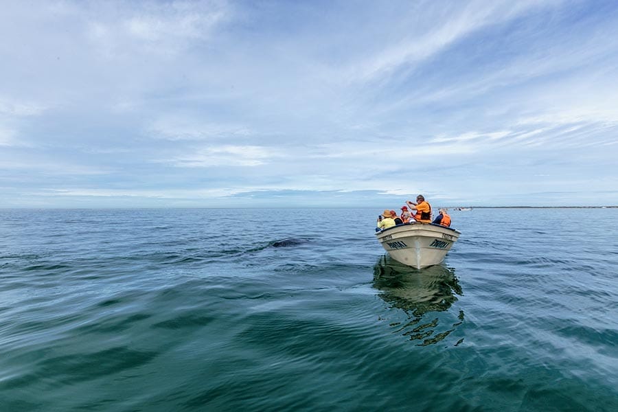 Grey whales boat 