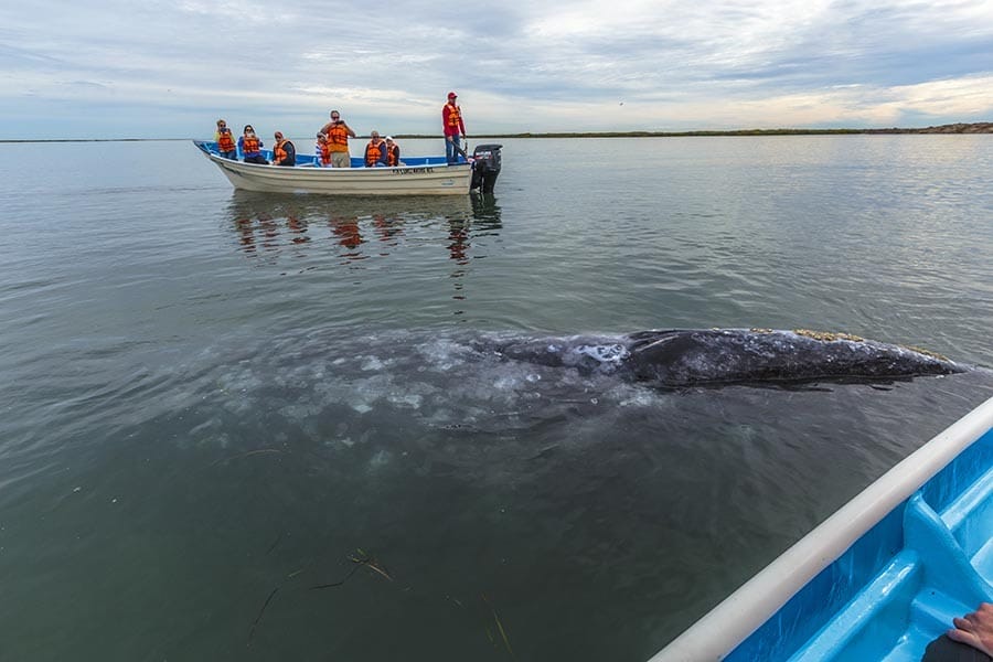 Grey whale from the boat