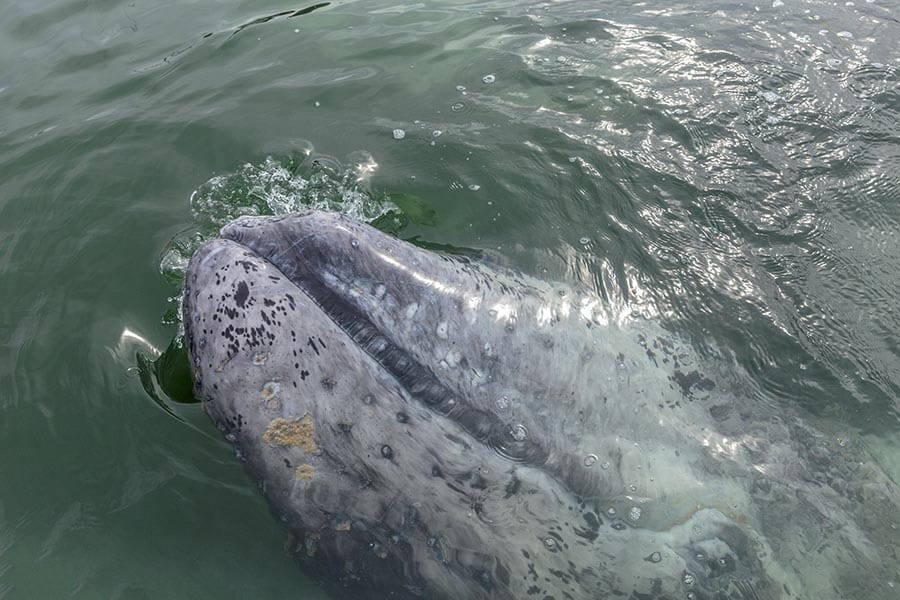 Gray whale in Bahia Magdalena