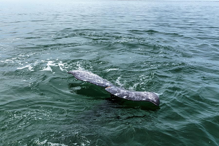 Grey whale tail - whale watching in Mexico 