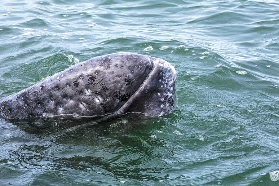 Grey whale