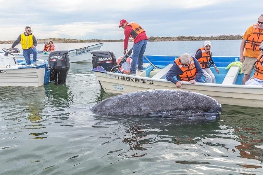 Grey whales in Adolfo Lopez Mateo