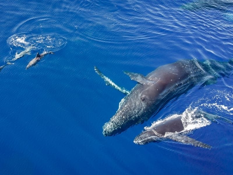 whale and dolphins