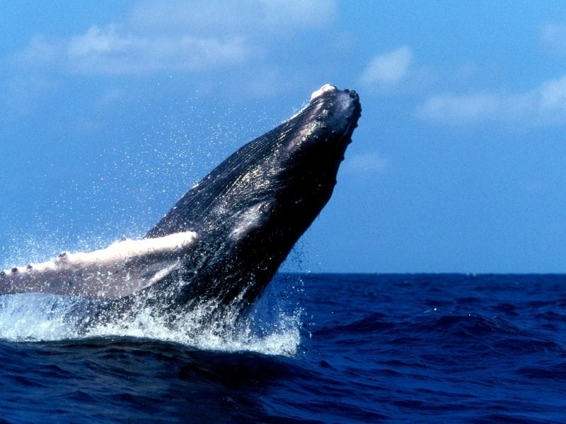 HUmpback whales