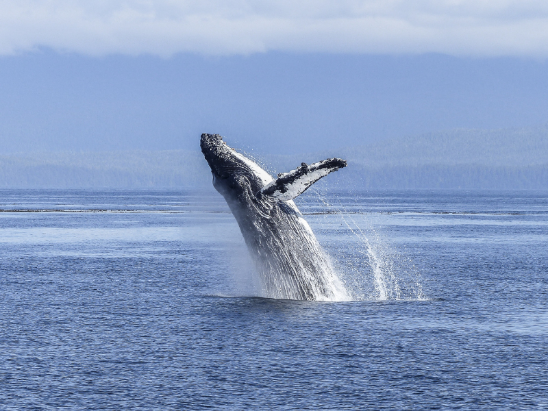 humpback whale in Cabo pulmo
