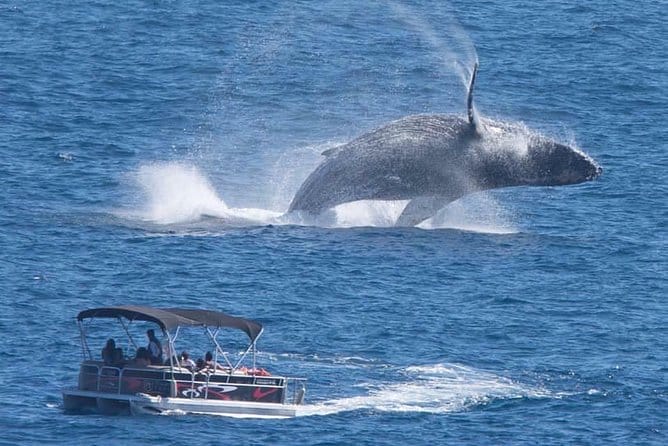 whale watching from a trimaran