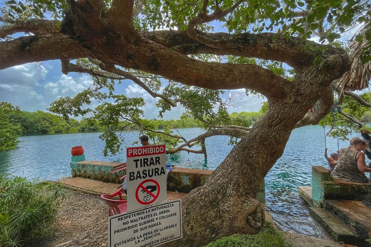 Cenote azul tree