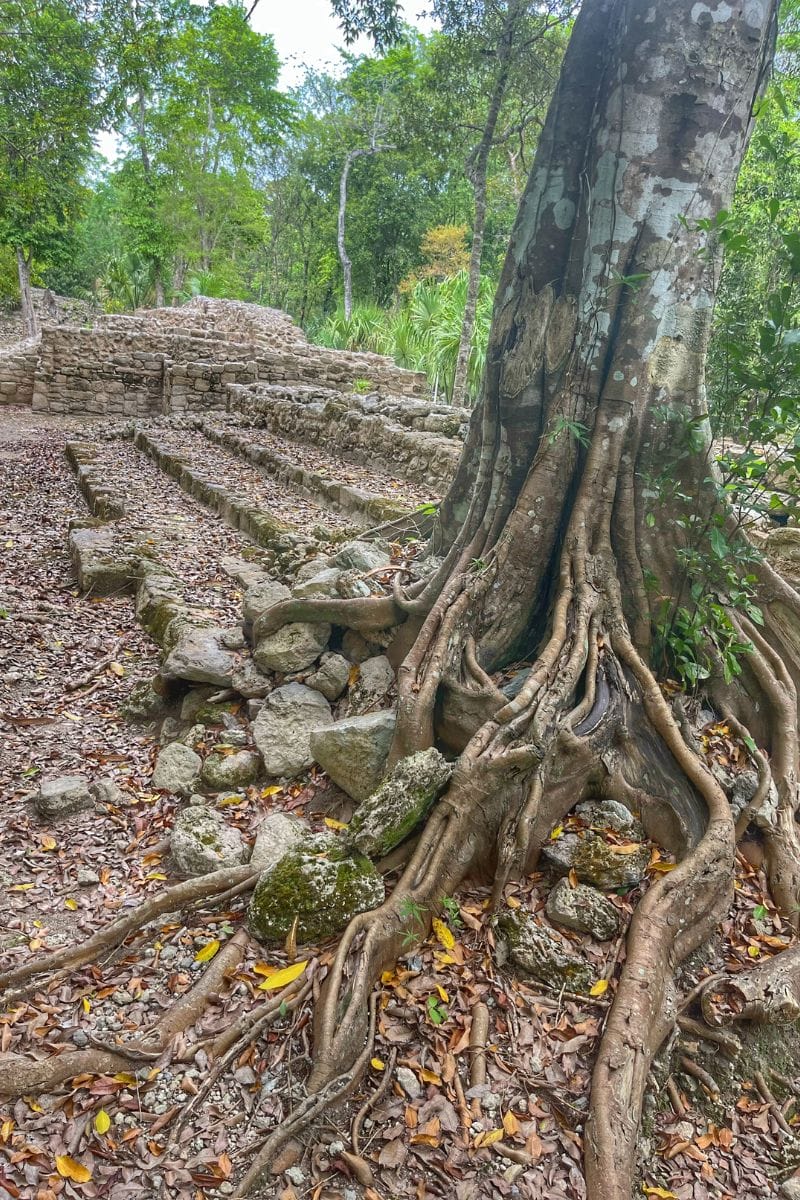 Oxtankah tree and ruins