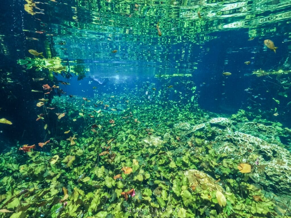 underwater emerald green water in a cenote in the riviera maya