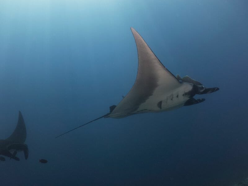 Socorro Island