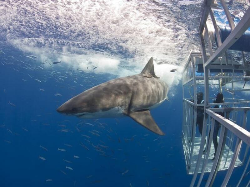 sharck from a cage