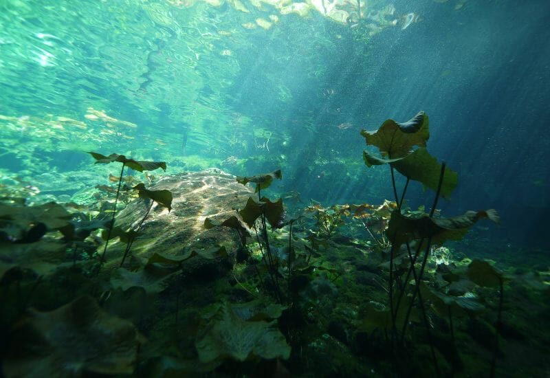 Open cenote Cave diving in Mexico 
