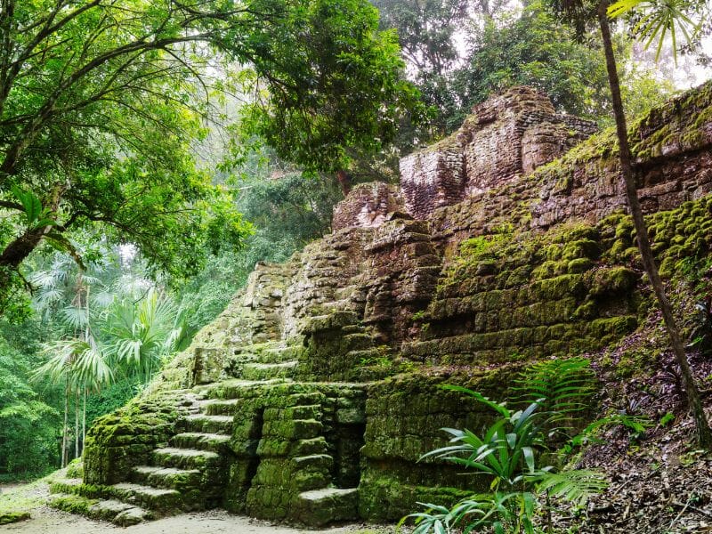 Tikal jungle