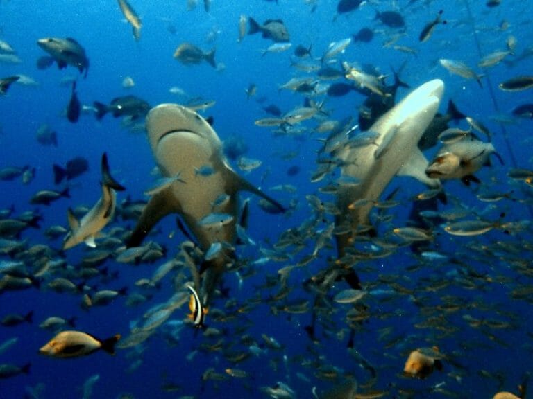 Bull Sharks with fishes