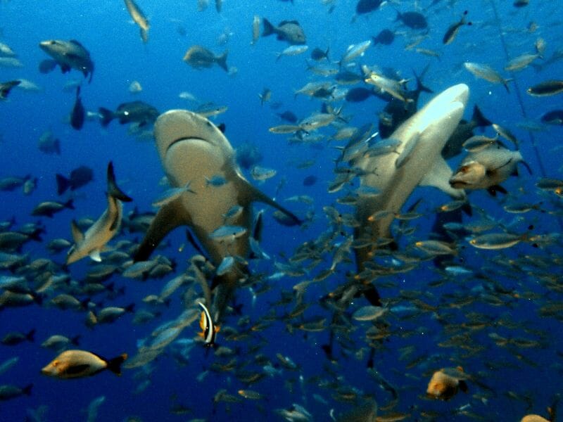 Bull Sharks with fishes