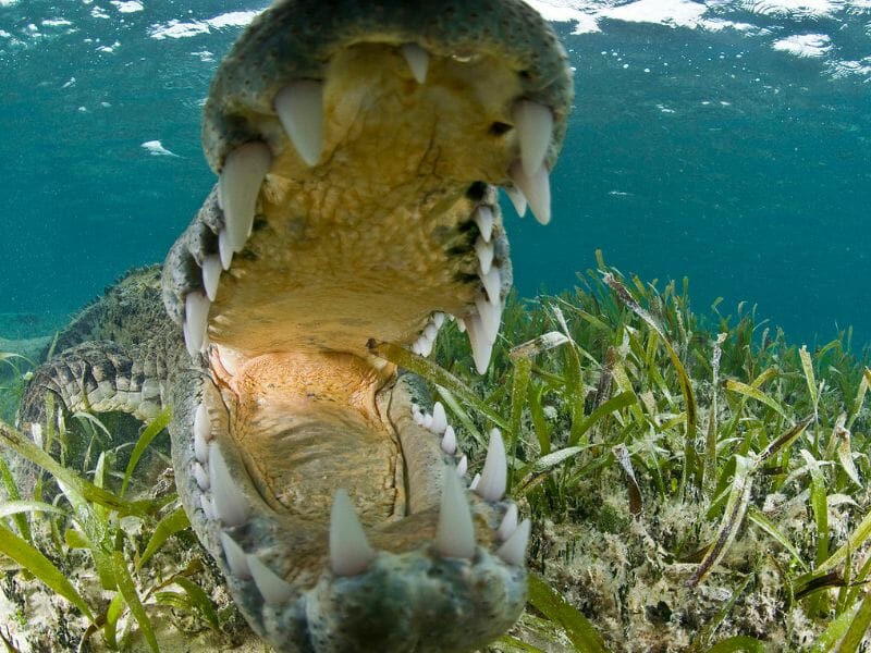 Crocodile at banco del Chinchorro