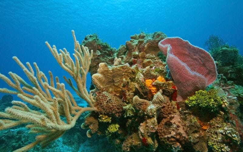 Cozumel Reef