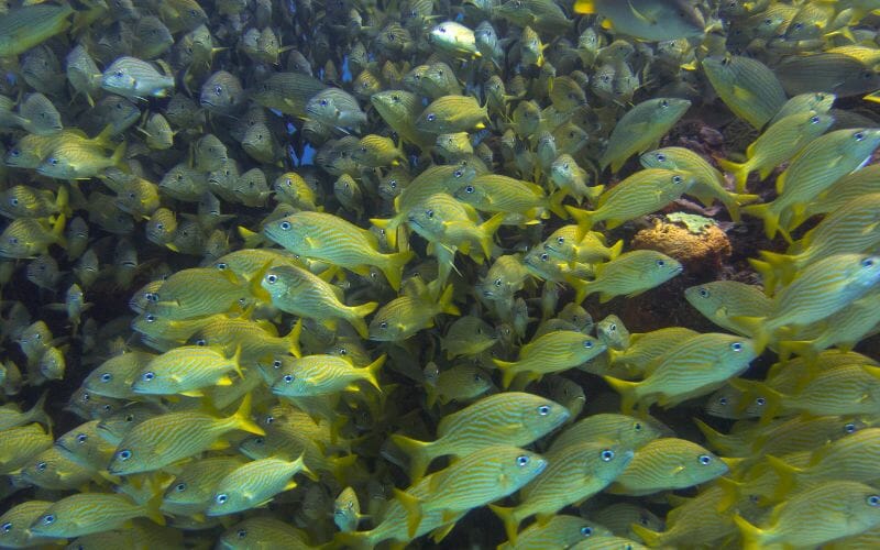 Manchones reef Cancun - Dive in Mexico