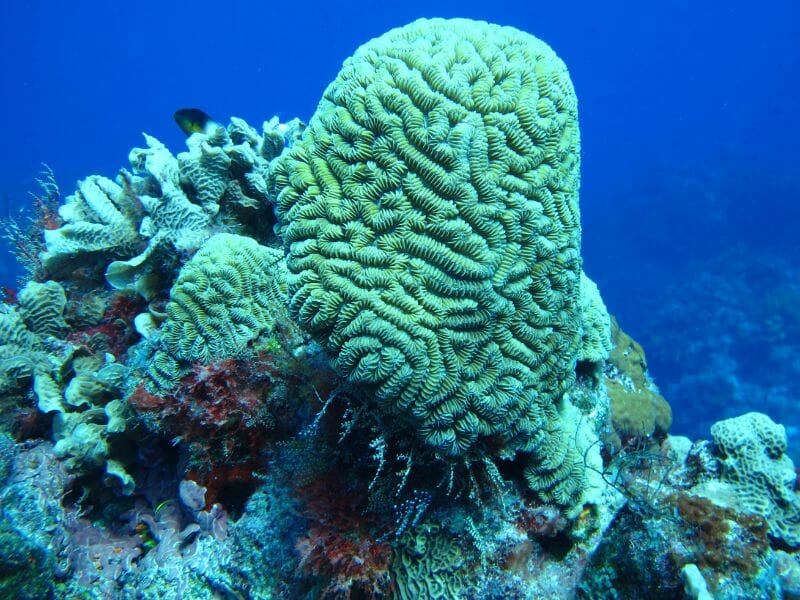 Palancar Reef Cozumel