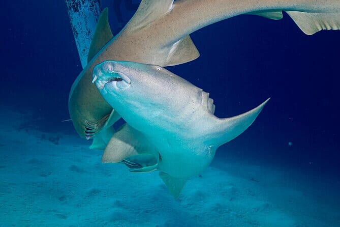 Chinchorro dive