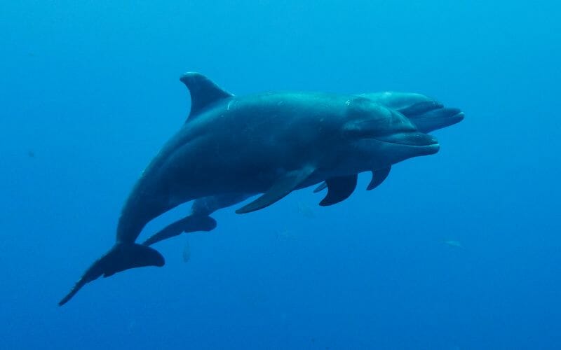 Socorro Island Diving