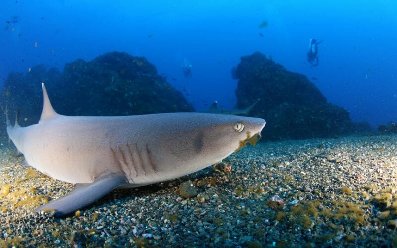 Shark in Socorro Island 