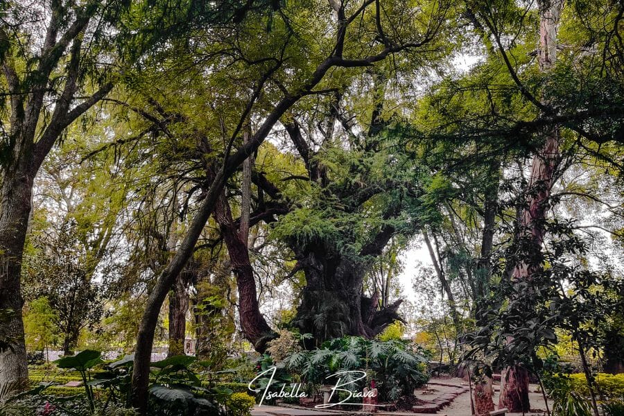 Bosque de los sabinos tree